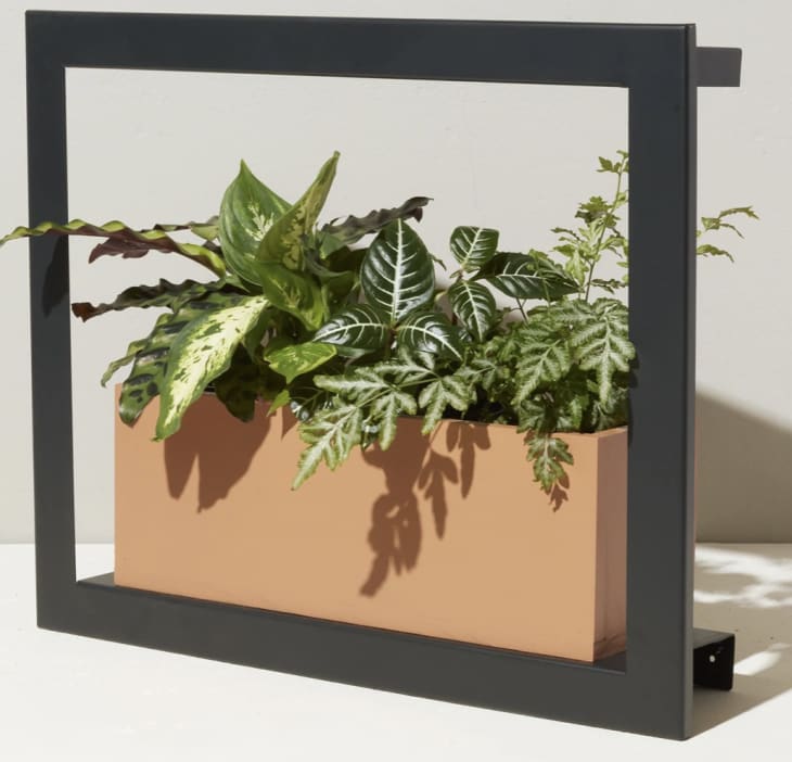 Modern Sprout Smart Growframe at Amazon
