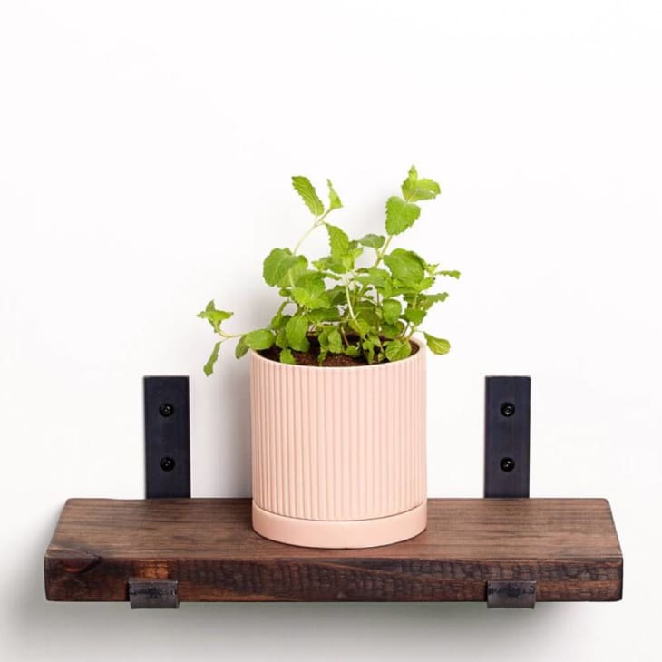 Product Image: 5-Inch Mint Plant