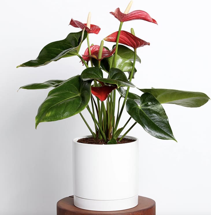 Product Image: Anthurium Plant
