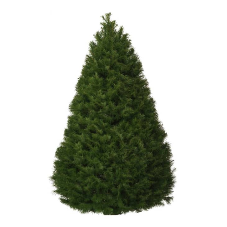 Product Image: Freshly Cut 5-6' Douglas Fir Christmas Tree