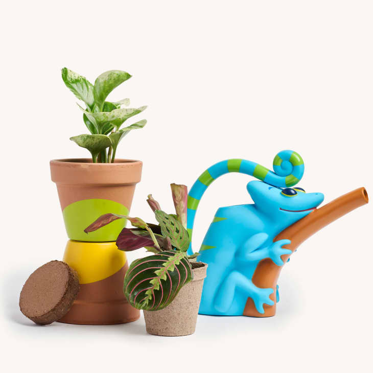 Product Image: My First Plant
