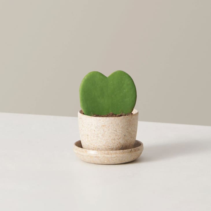 Product Image: Hoya Heart Succulent