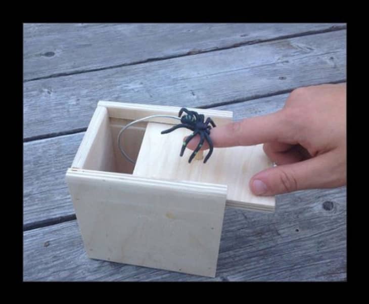 Product Image: Spider Scarebox