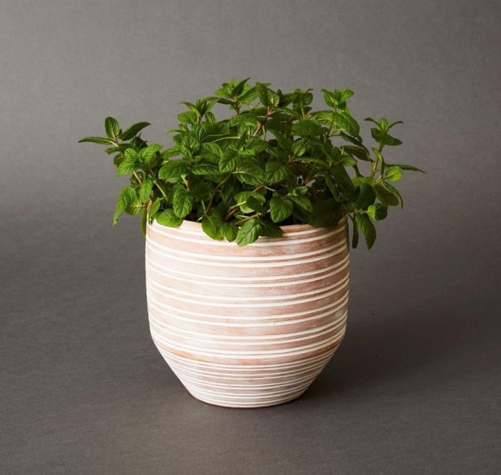 Product Image: Medium Striped Terracotta Pot by TheArtisanVariety