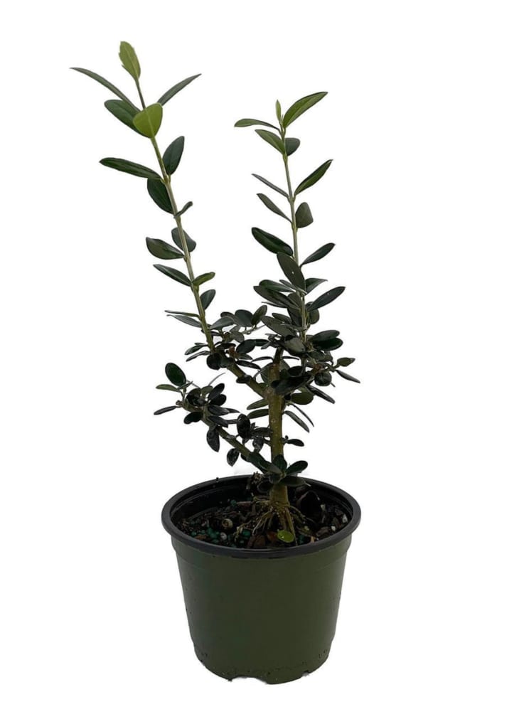 Product Image: Drawf Olive Tree Olea Europaea