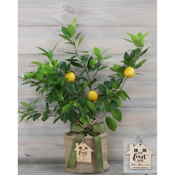 Product Image: Improved Meyer Lemon Tree