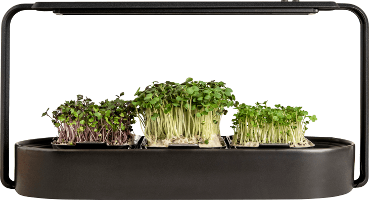 Superfood Microgreen Growing Kit at ingarden