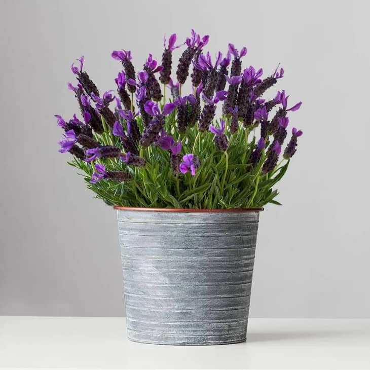 Product Image: Lavender Blooming Plant