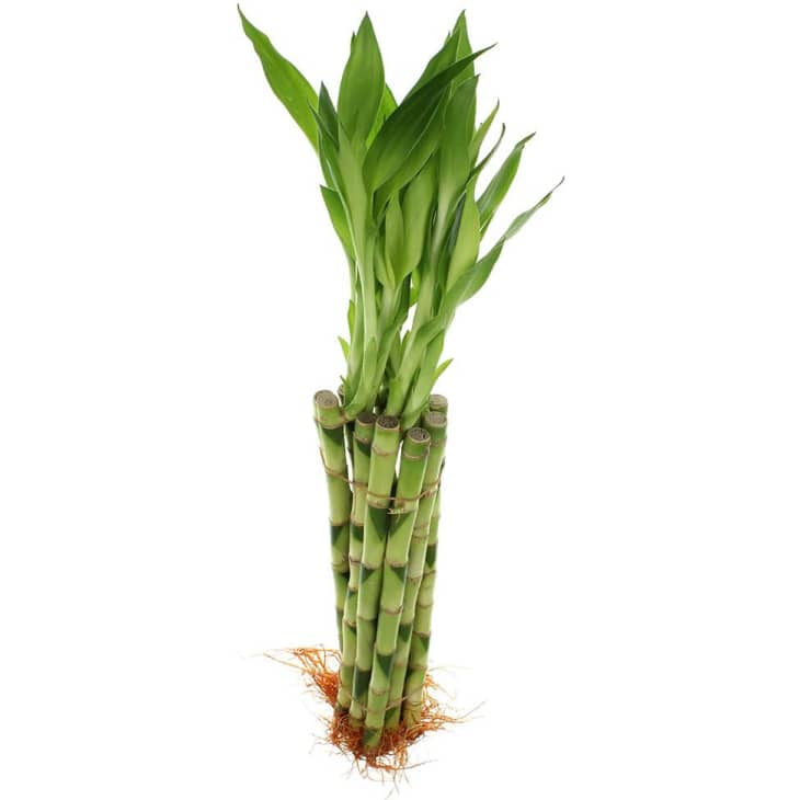 Product Image: Better Decor Lucky Bamboo