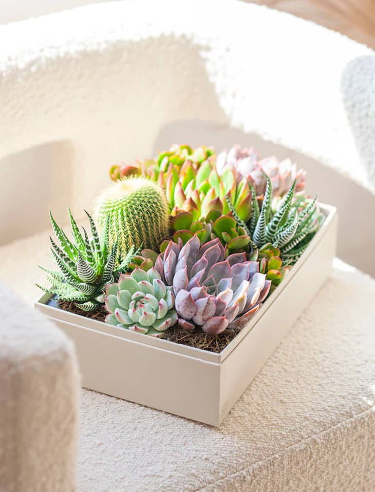 7 Cool Gift Ideas For Plant Moms