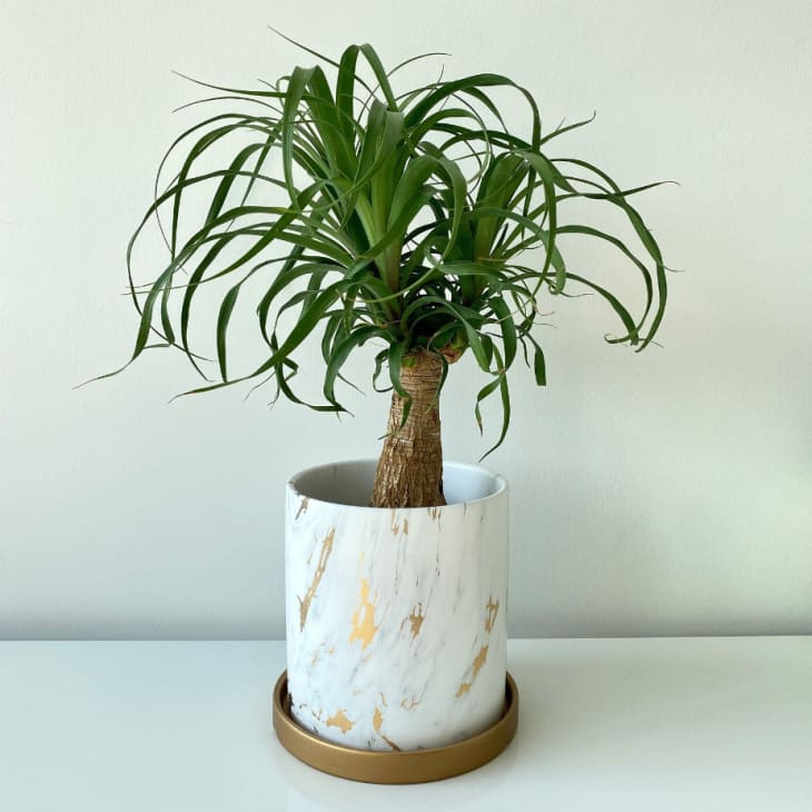 Marble Gold Planter with Drainage Base at Etsy