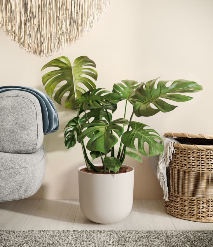 Easyplant Product Review - Pros and Cons | Apartment Therapy