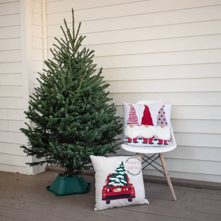 Product Image: National Plant Network Real Black Hill Spruce Christmas Tree
