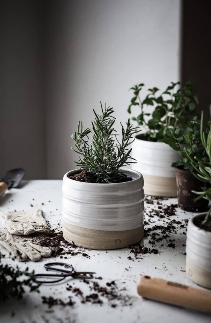 40 Best Gifts for Plant Lovers - Unique Plant and Gardening Gifts