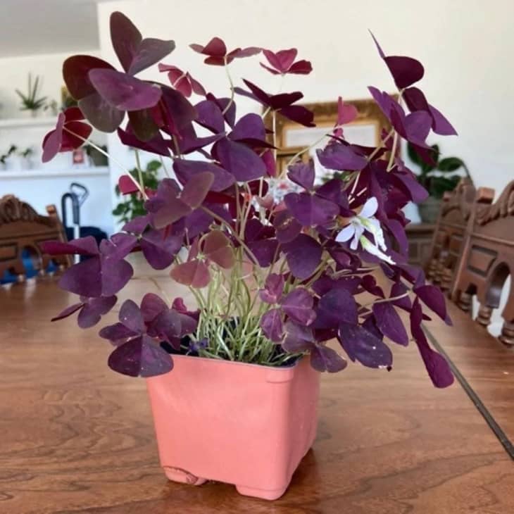 Purple Shamrock Plant Care - How to Grow & Maintain Oxalis Triangularis | Apartment Therapy