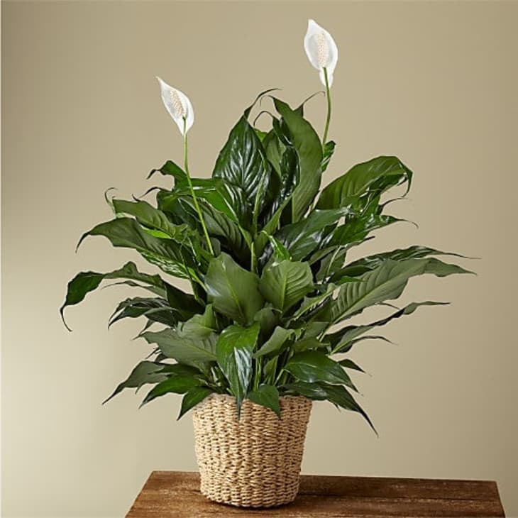 Peace Lily Plant at ProFlowers