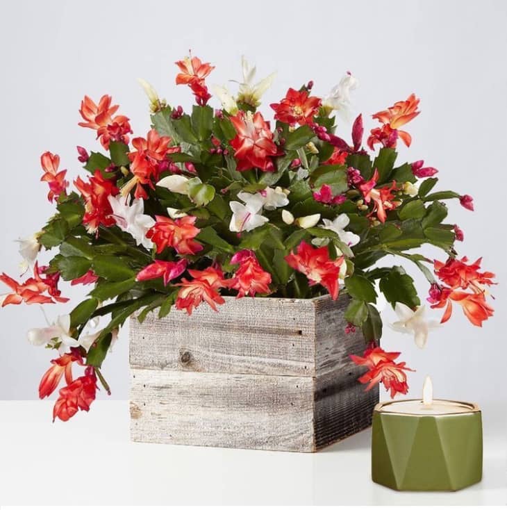 Product Image: Red and White Christmas Cactus - Small with Candle