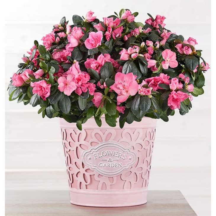 Product Image: Pretty In Pink Azalea