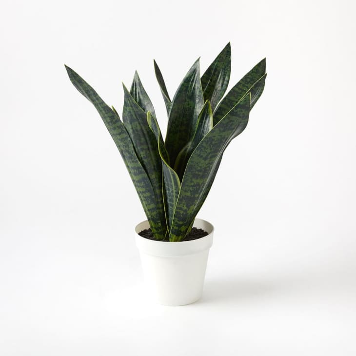 Faux Potted Snake Plant at West Elm