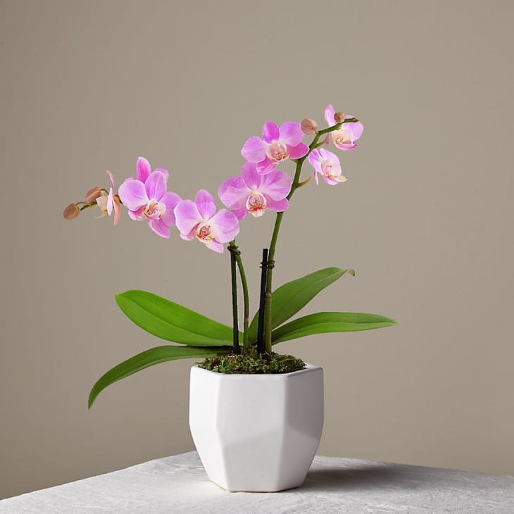 Product Image: Someone Like You Pink Orchid