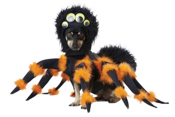 Spider Pup Halloween Pet Costume Size Small at Walmart
