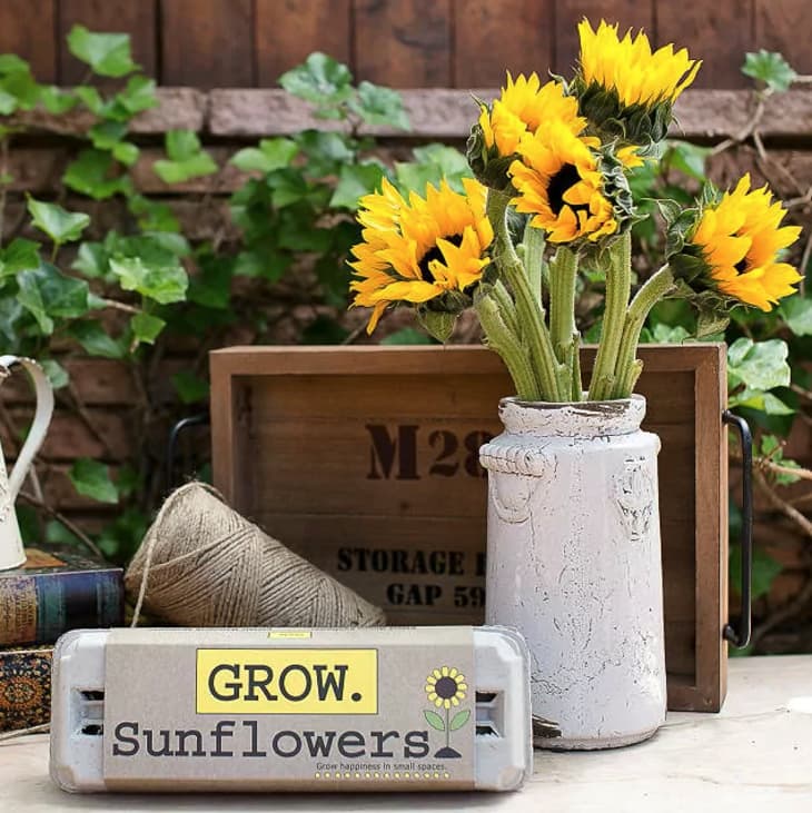 Product Image: Sunflower Garden Grow Kit