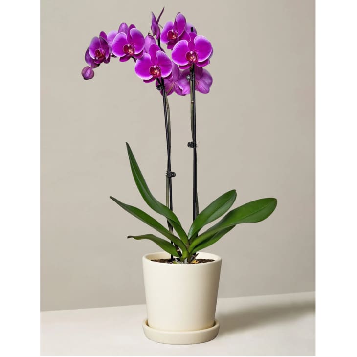 Purple Orchid at The Sill