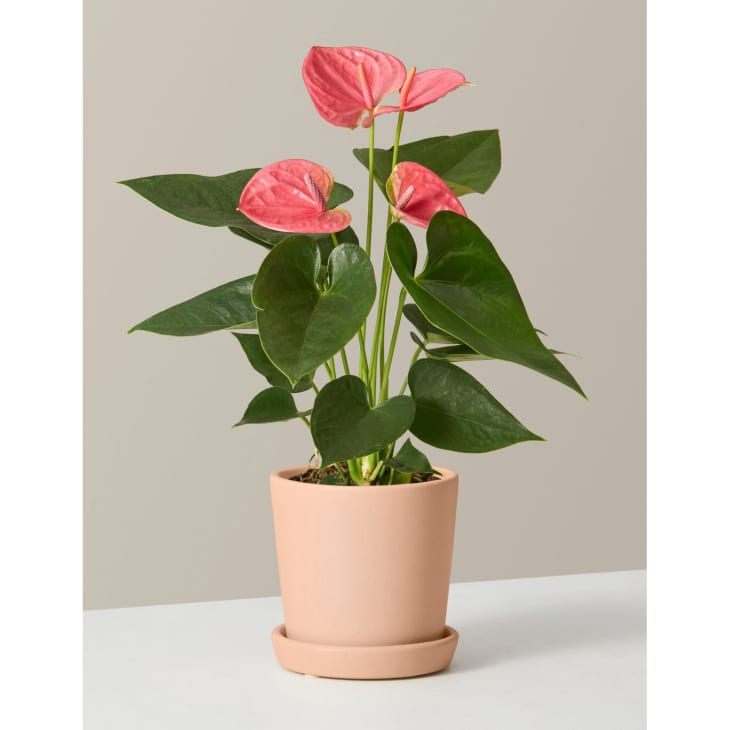 Pink Anthurium at The Sill