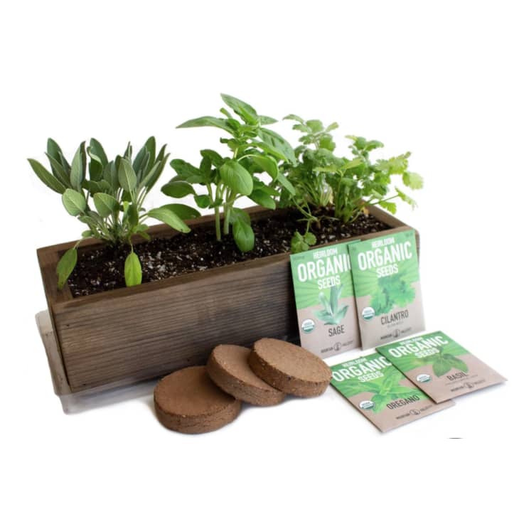 8 Best Indoor Herb Growing Kits Of 2021 Apartment Therapy