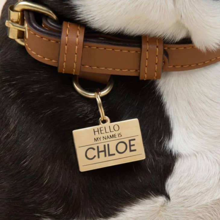 Two Tails "Hello My Name is" Pet ID Tag at Two Tails Pet Company