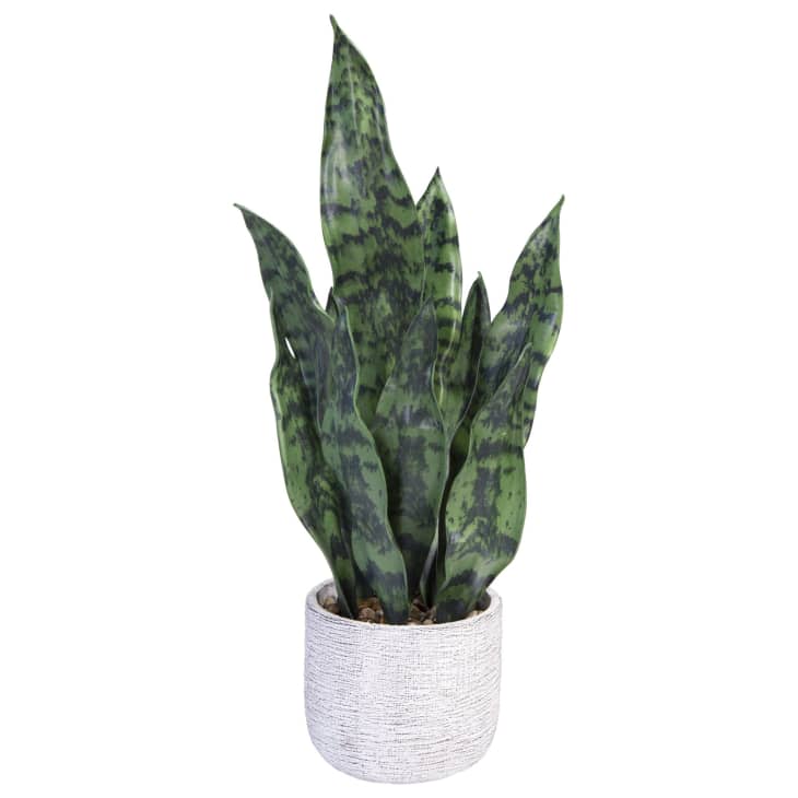 The Best Fake Snake Plant - With Comparison Photos