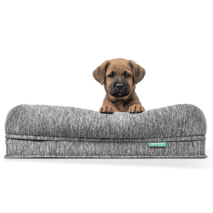 https://cdn.apartmenttherapy.info/image/upload/f_auto,q_auto:eco,w_730/gen-workflow%2Fproduct-database%2Fwashable-orthopedic-dog-bed-newton