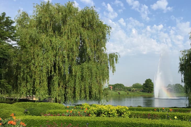 Product Image: Weeping Willow, 3–4 ft.