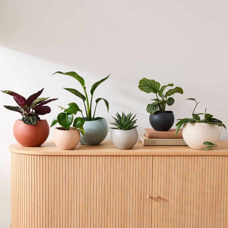 Product Image: Organic Ceramic Tabletop Planter