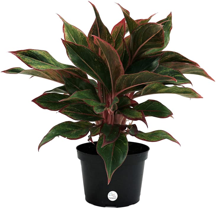 Costa Farms Aglaonema Red Chinese Evergreen at Amazon