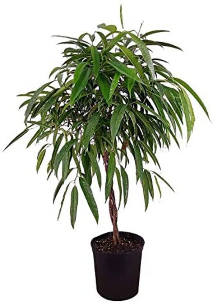 Product Image: PlantVine Ficus Alii Plant in 3-Gallon Pot