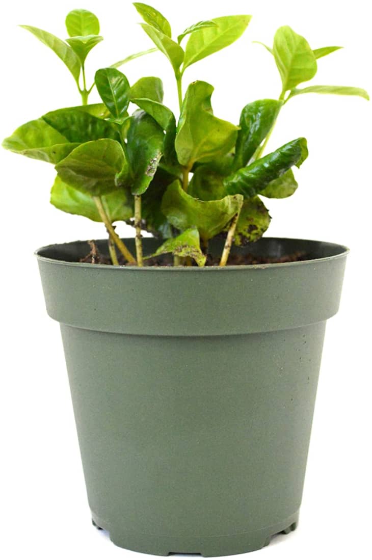 Product Image: 9GreenBox Arabica Coffee Plant in 4-In. Pot