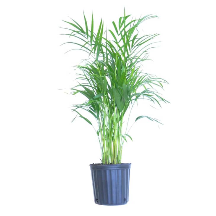 United Nursery Areca Palm in Pot at Home Depot