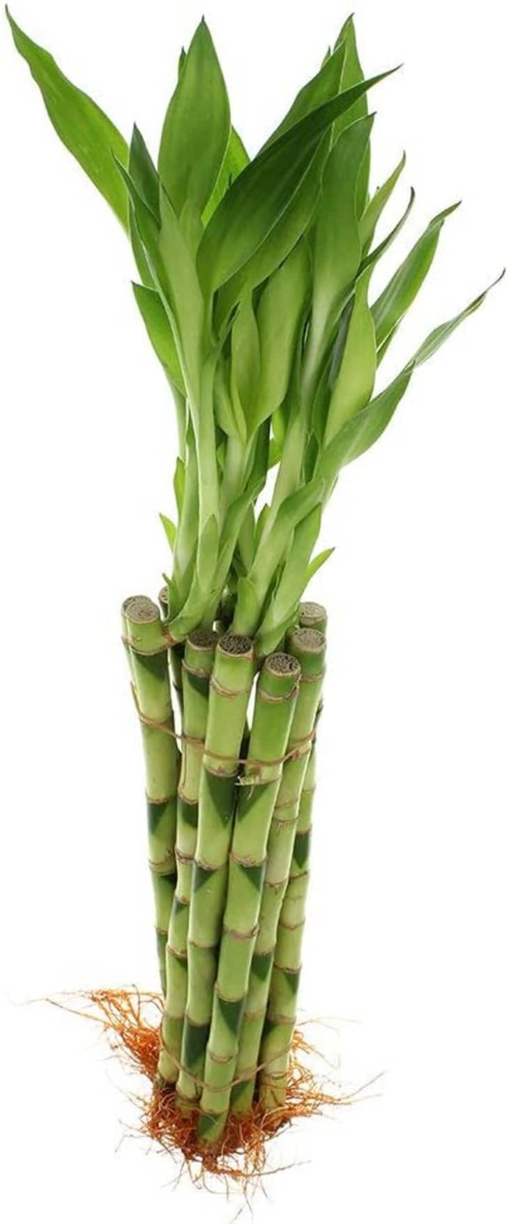 产品形象:更好的装饰幸运竹，10根12英寸的茎