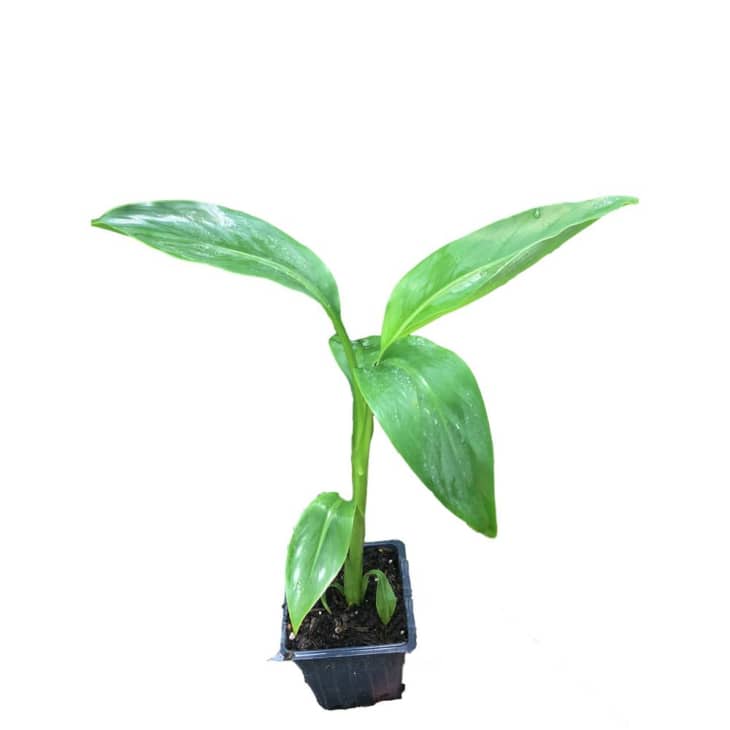 Product Image: Daylily Nursery Musa Banana Plant, 4 Inch.