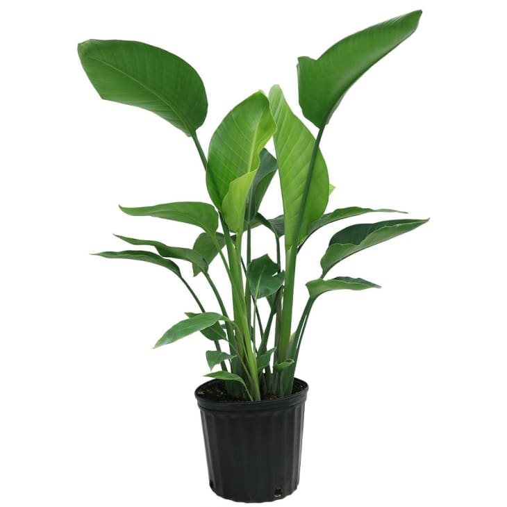 Product Image: Costa Farms White Bird of Paradise