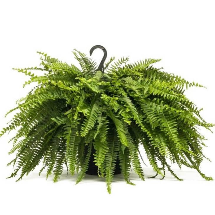 Boston Fern in 10 in. Hanging Basket at Home Depot