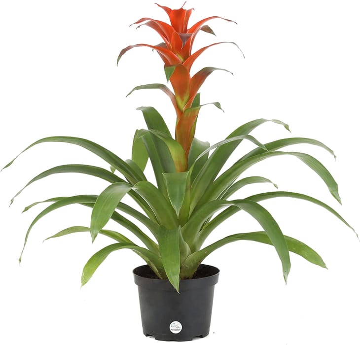Costa Farms Bromeliad in 6-In. Grower’s Pot at Amazon