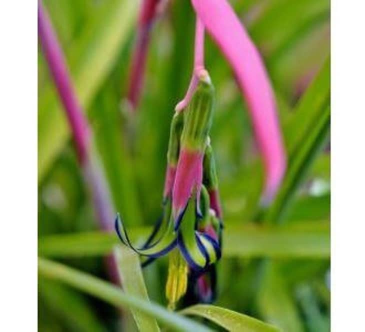 Product Image: 9EZTropical Queen’s Tears Plant