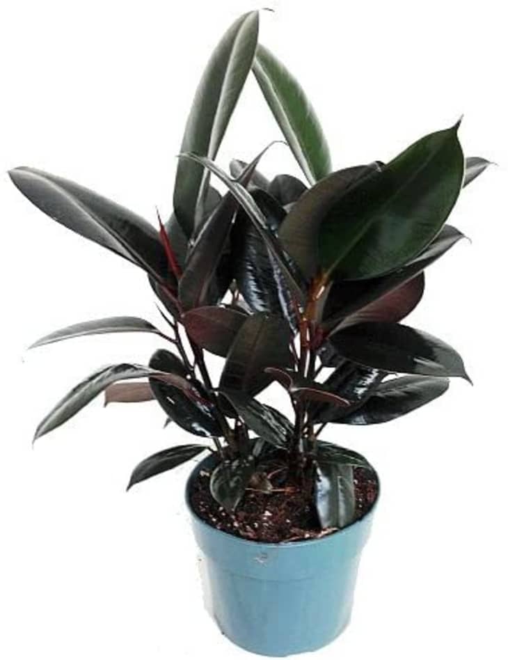 Product Image: Hirt's Burgundy Rubber Tree Plant