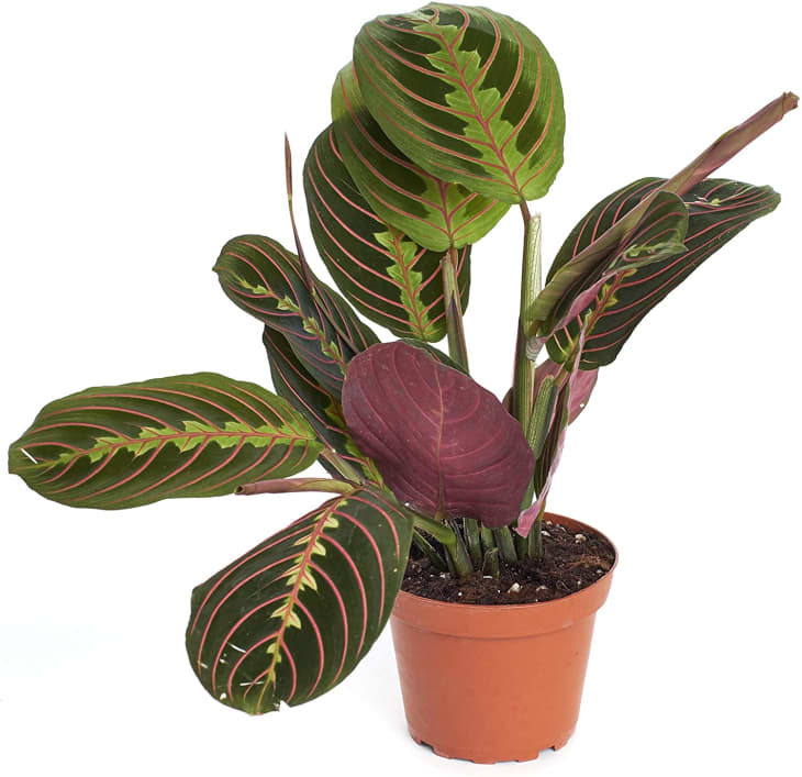 Calathea plant care indoor