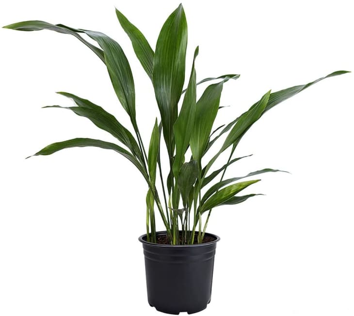 Product Image: American Plant Exchange Cast Iron Plant in 6-In. Pot