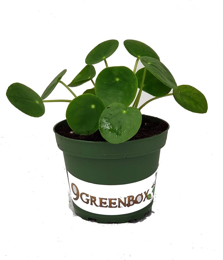 Product Image: Hirt's Gardens Chinese Money Plant in 4-In. Pot