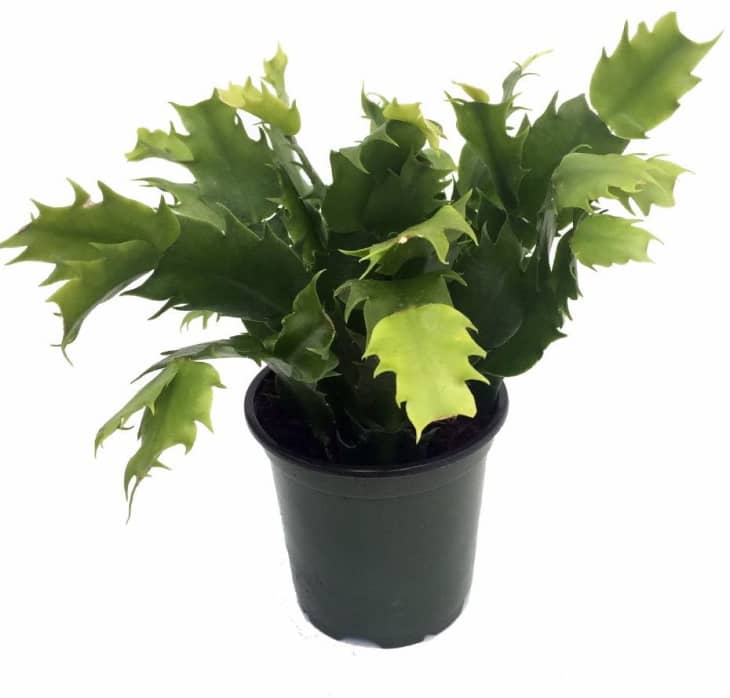 Product Image: Red Christmas Cactus Plant