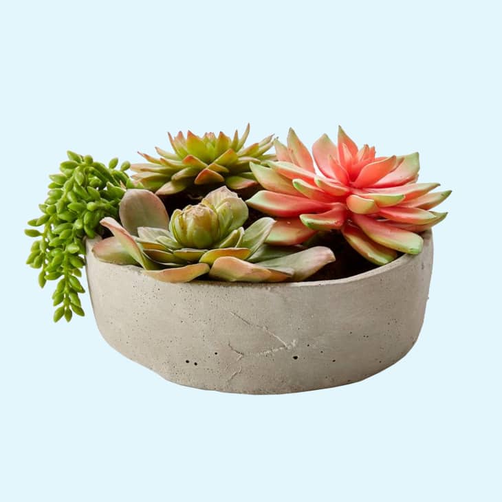 Faux Succulents in Low Round Pot at Crate & Barrel